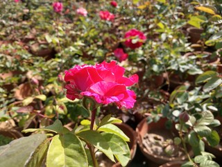 Beautiful rose flowers in nursery, rose flowers in garden