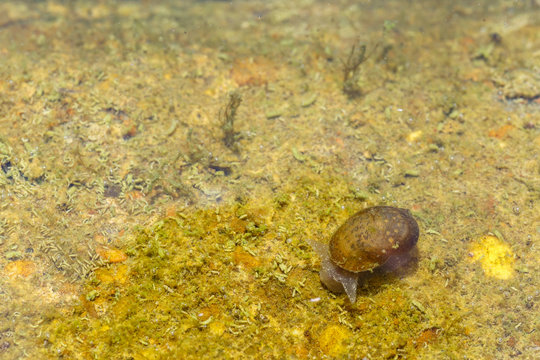 Lymnaea stagnalis. Caracol de estanque, de agua dulce.