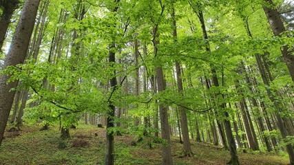 Natur Wald Landschaft Leben Gedeihen 