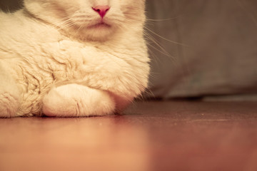 Cat lying on the floor