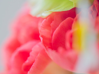 closeup image of flower. Floral background. Red, orange, coral color.