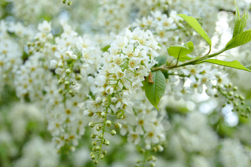 Wiosenne białe kwiaty, kwitnące girlandy czeremchy