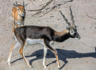 Blackbuck Latin name - Antilope cervicapra	