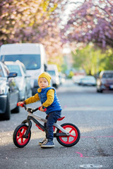 Children, playing on the street with blooming pink cherry trees on sunset