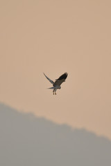Black shouldered kite hawk fly back to the nest in the evening