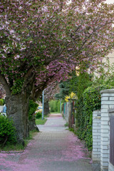 Obraz premium Beautiful spring street with blooming cherry trees and petals