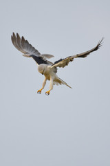 Black shouldered kite hawk of Thailand