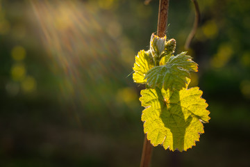 Vine bud with young leaves in back lit of sun