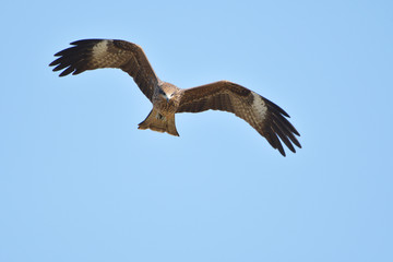 black kite hawk of Thailand