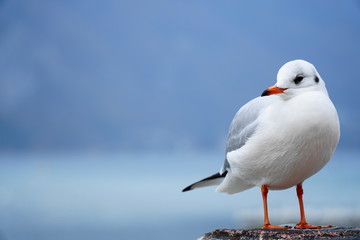 carefree white seagull on background of the lake