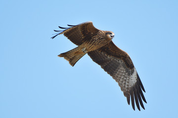 black kite hawk of Thailand