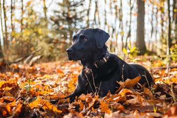 Labrador in leaf