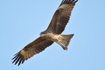 black kite hawk of Thailand