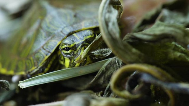 Young, Yellow-bellied slider turtle looking around near a garden during Spring. Very close. Clip E.