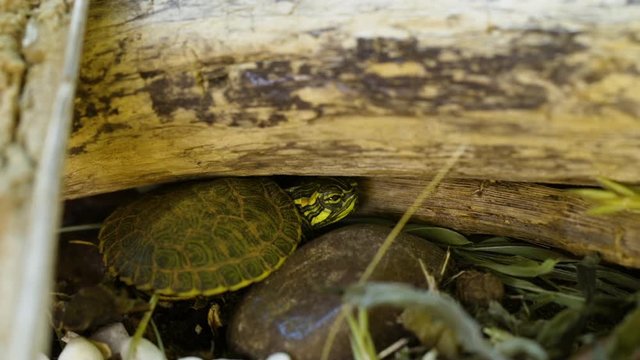 Very small, Yellow-bellied slider turtle hiding at edge of a garden during Spring. Closeup. Clip B.