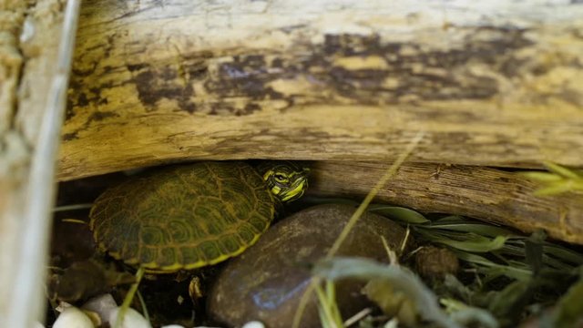 Very small, Yellow-bellied slider turtle hiding at edge of a garden during Spring. Closeup. Clip A.
