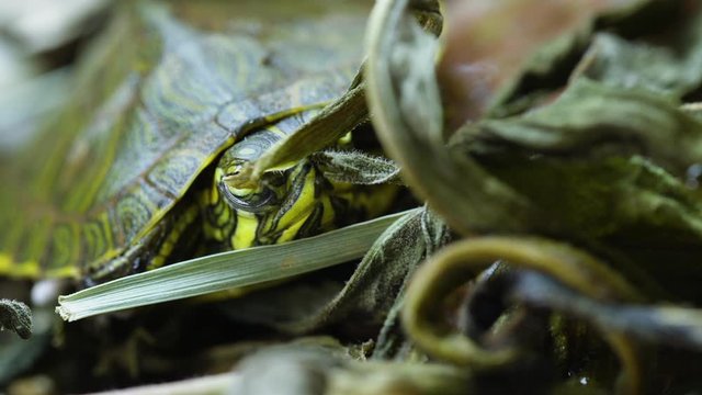 Young, Yellow-bellied slider turtle looking around near a garden during Spring. Very close. Clip F.
