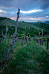 Vine in vineyard with clouds in the sky