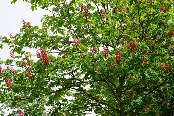 Rot blühender Kastanienbaum