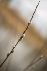 young spring leaves and buds of trees
