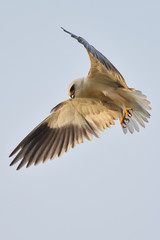 Black shouldered kite hawk of Thailand