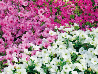 Field of pink, fuchsia and white petunias flowers, top view. Floral background of white blooming petunias. Petunia pattern close up