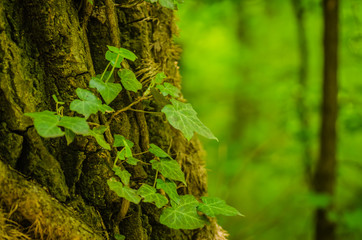Spring thick forest on Fruska Gora Mountain
