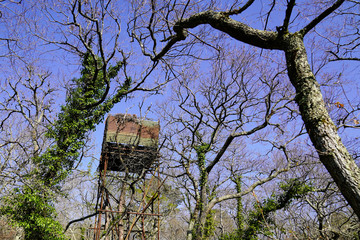 hunter forest pigeon hunting palombière in landes france