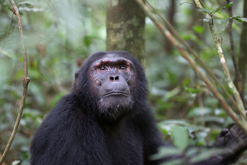 Portrait of wild chimpanzee primate