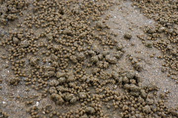mysterious crab feeding activity & crab cave