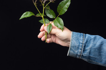 Rosa is the flower of spring, ideal for love