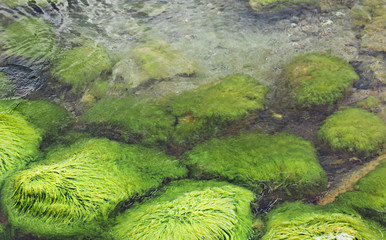 green algae on large stones in the sea