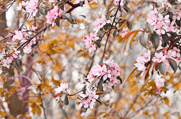 Spring flowers of decorative apple tree
