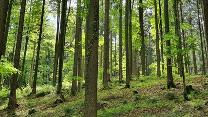 Natur Wald Landschaft Leben Gedeihen 