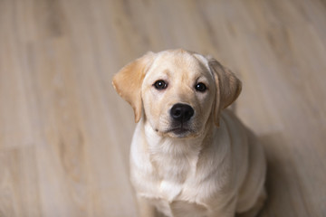 portrait of cute Labrador Retriever dog sitting on floor on blur background.