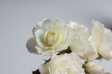 Obraz na płótnie Canvas Rosa is the flower of spring, ideal for love