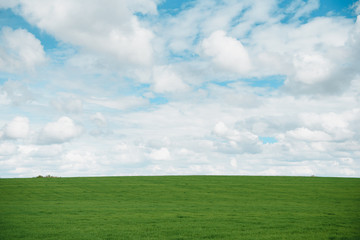 young wheat field is a picturesque