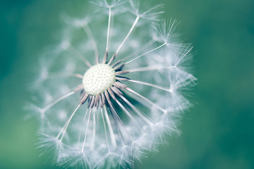 Closeup of white fluffy dandelion