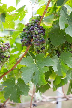 bunch green and purple grapes in vineyard , popular growth vitamin fruits in winter season . vertical picture .