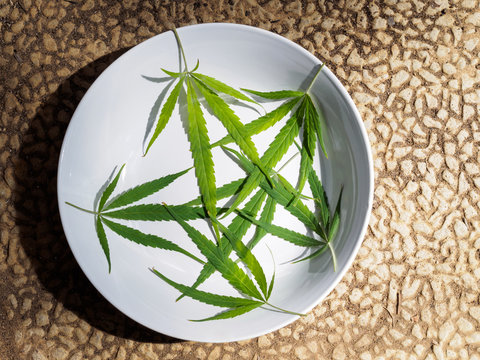 Green cannabis leaves placed in a plain white ceramic bowl, and photographed from above.