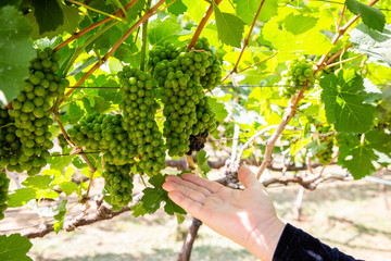 Naklejka na ściany i meble tourist touch a grapes in vineyard .