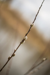 young spring leaves and buds of trees
