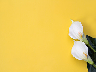 Two gala flowers on yellow background