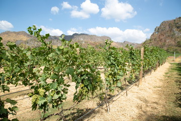 Fototapeta na wymiar grapes farm growth for making wine on mountain in winter season .
