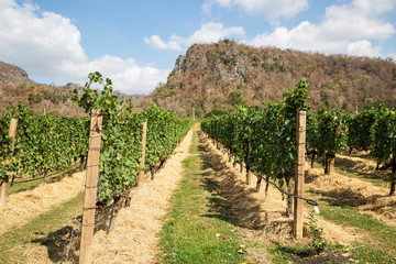 Fototapeta na wymiar vineyard , grapes garden on mountain .