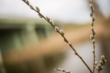 young spring leaves and buds of trees
