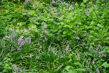 Wild wachsende Glockenblumen