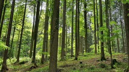Fototapeta na wymiar Natur Wald Landschaft Leben Gedeihen 
