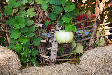 winter melon large green gourd hanging fruit .