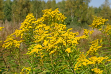 Flowering goldenrod canadensis (lat. Solidago canadensis)